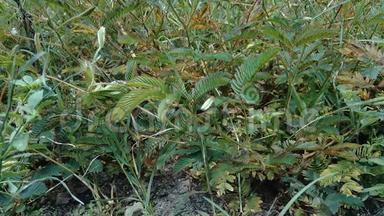 阴部含羞草又称敏感植物、困倦植物、行动植物、触痛植物、假牙植物、僵尸植物、害羞含羞草